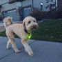 Collier lumineux pour chien Nite Ize SpotLit Rechargeable Collar Light