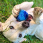 Jouet pour chien Nerf Dog Set Lightning & Sonic