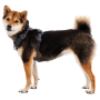 Harnais pour chien Ruffwear Front Range® Harness