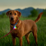 Lumière pour chien Nite Ize Spotlit Rechargeable Collar Light - Disc-O Tech
