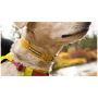 Collier pour chien Ruffwear Hi & Light™ Collar