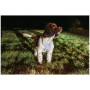 Harnais pour chien Mountain Paws Reflective Dog Harness
