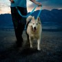 Laisse pour chien Nite Ize LED NiteDog
