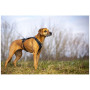 Laisse pour chien Curli Ultra Strong Pocket Leash