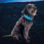 Collier lumineux pour chien Nite Ize NiteDog® Rechargeable LED Collar Cover