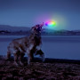 Jouet pour chien Nite Ize Flashflight® Dog Discuit™ LED Flying Disc