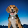 Collier lumineux pour chien Nite Ize SpotLit Collar Light