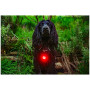 Lumière pour chien Mountain Paws Dog safety light 2-Pack